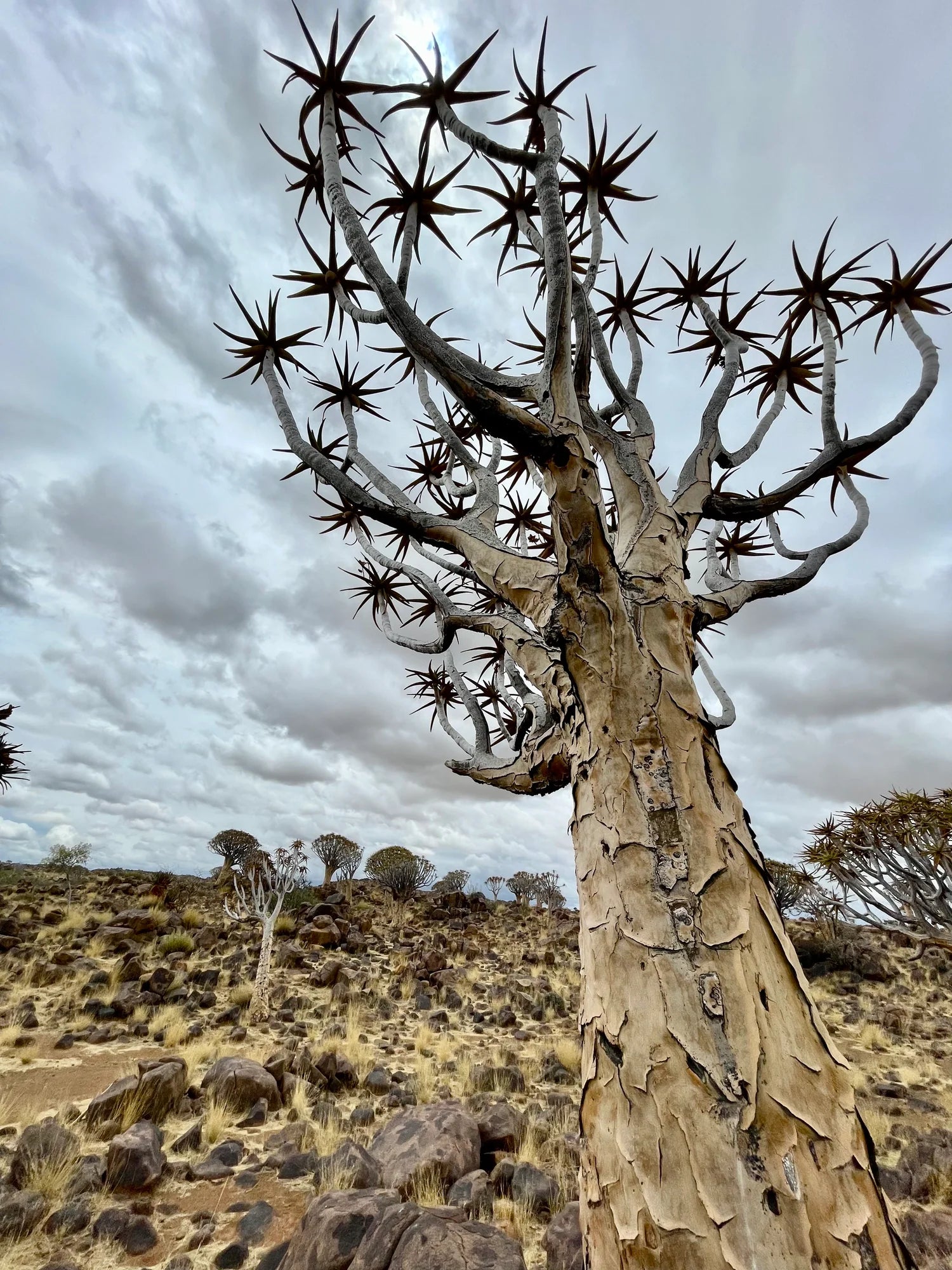 Kolekcja Namibia